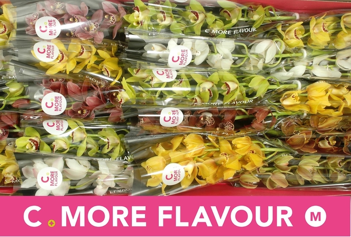 <h4>CYMB MI GEM</h4>