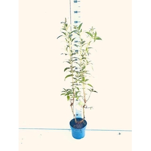 BUDD DAVIDII OV