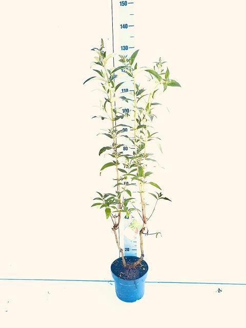 <h4>BUDD DAVIDII OV</h4>