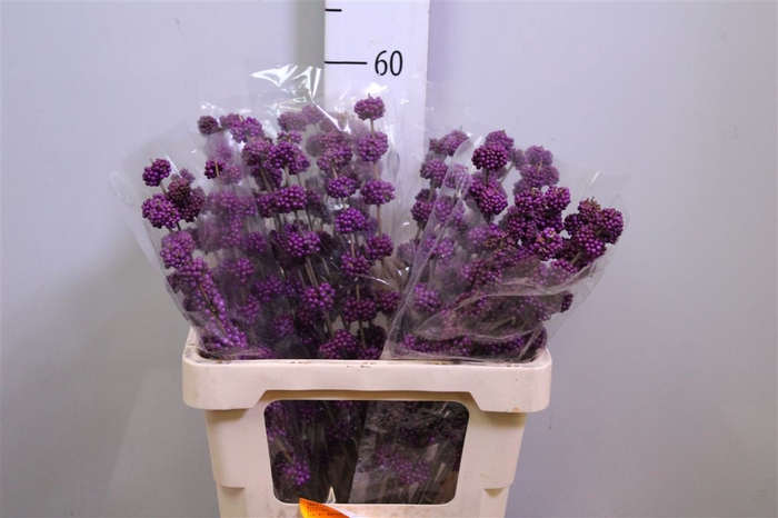 <h4>Callicarpa Giraldii</h4>