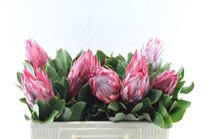 <h4>Protea Cy Madiba</h4>