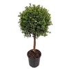 Myrtus Communis Stem - 1091 17