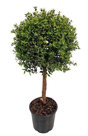 <h4>Myrtus Communis Stem - 1091</h4>