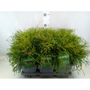 Chamaecyparis pis. 'Filifer Nana'