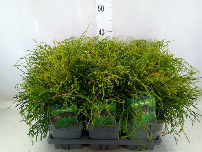 <h4>Chamaecyparis pis. 'Filifer Nana'</h4>