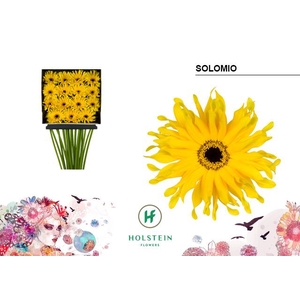 Gerbera large flowered curl-shaped Gerpasta Solomio