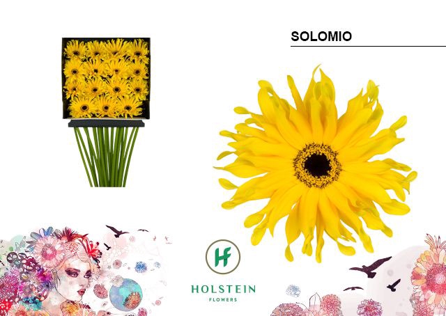 <h4>Gerbera large flowered curl-shaped Gerpasta Solomio</h4>