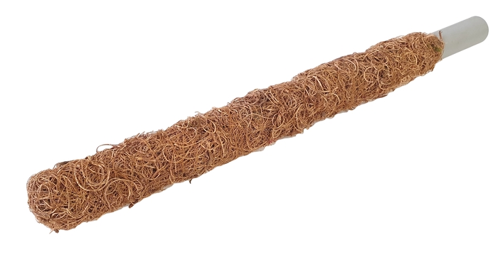 Tube 30mm with curly moss 50cm p.pc Natural