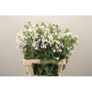 Lunaria Ann Groene P