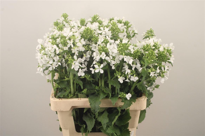 <h4>Lunaria Ann Groene P</h4>
