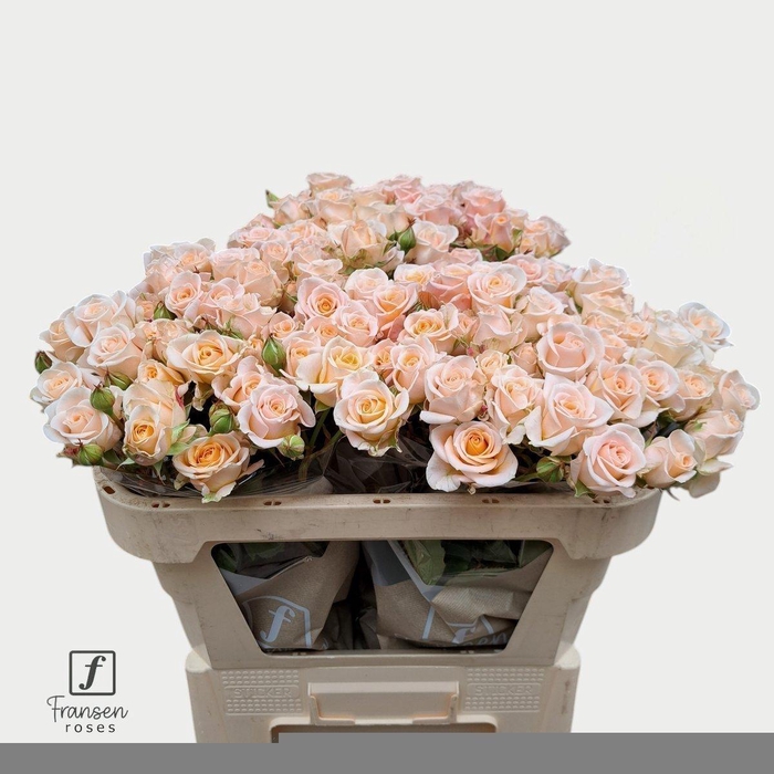 <h4>Rosa spray morning star</h4>