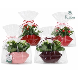 Keramiek Lippen planter met Kalanchoe