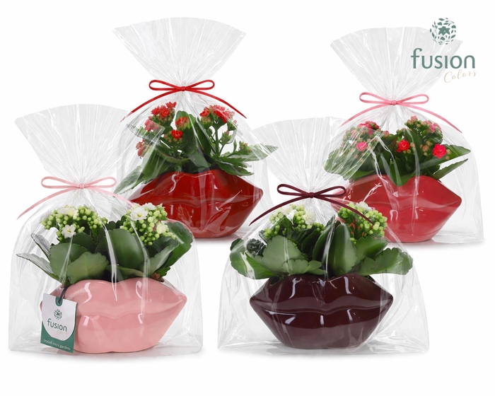 <h4>Keramiek Lippen planter met Kalanchoe</h4>