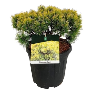 Pinus mugo 'Ophir'