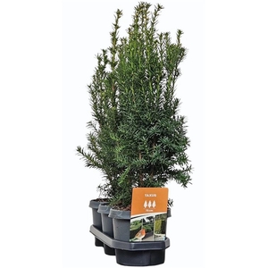 Hedgeline Taxus media 'Hicksii' 40-50 C3