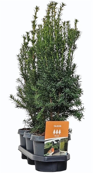 <h4>Hedgeline Taxus media 'Hicksii' 40-50 C3</h4>