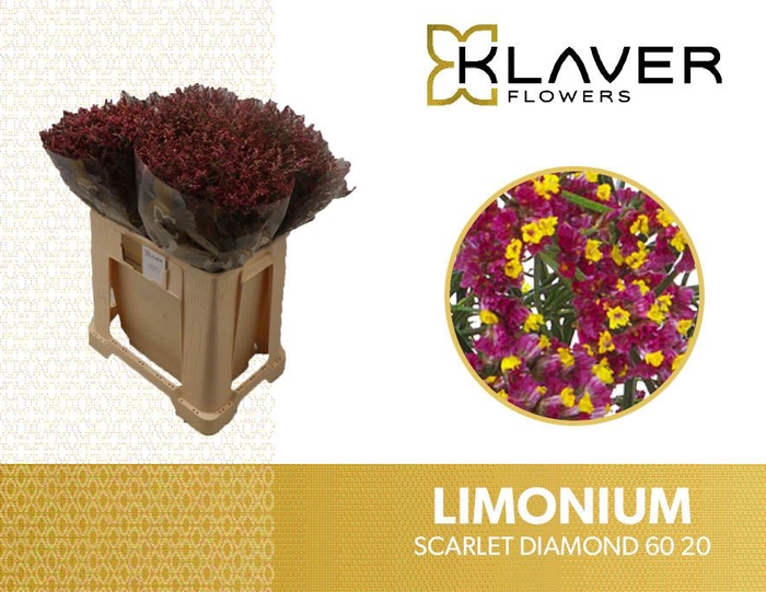 <h4>LIM SIN SCARLET DIA</h4>