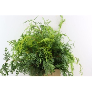 Chamaecyparis Obtusa Cripsii Bio