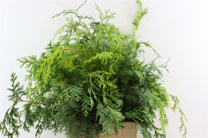 <h4>Chamaecyparis Obtusa Cripsii Bio</h4>