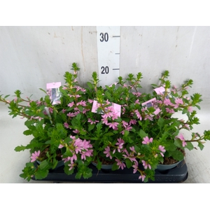 Scaevola aemula   ...