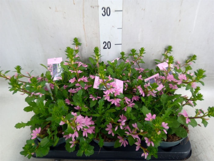 <h4>Scaevola aemula   ...</h4>