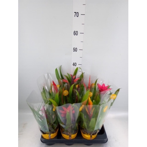 Bromelia   ...mix