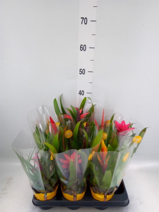<h4>Bromelia ...mix</h4>