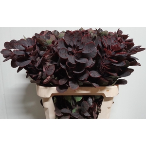 COTI C ROYAL PURPLE