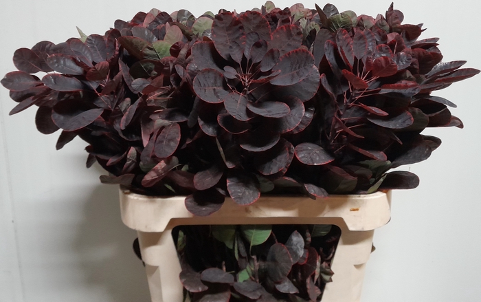 <h4>COTI C ROYAL PURPLE</h4>