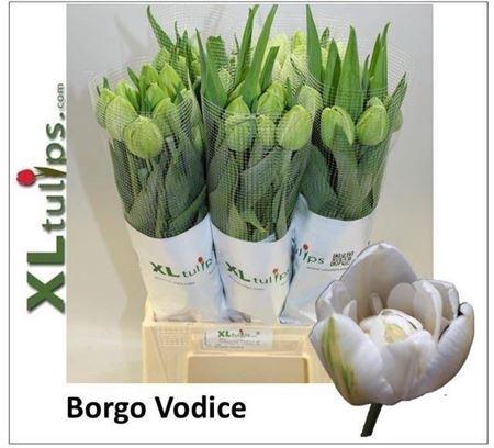 <h4>Tu Fr Du Borgo Vodice</h4>