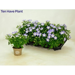 CAMP IS BERL BICOLOR