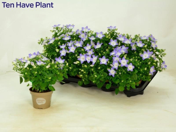 <h4>CAMP IS BERL BICOLOR</h4>