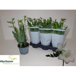 FREESIA FEGOOD WHITE