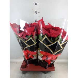 Euphorbia pulc. 'Christ Feel'