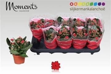 <h4>KAL GE SECRET RED</h4>