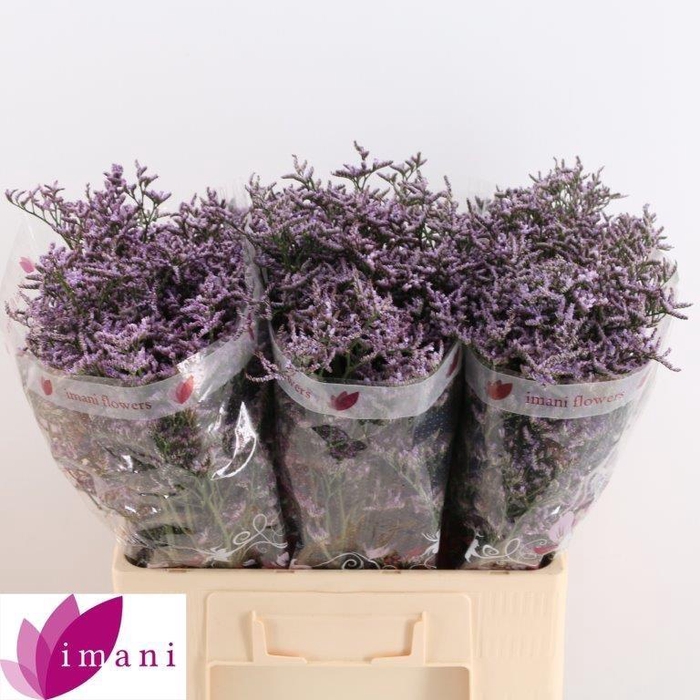 <h4>Lim Saf Lilac</h4>