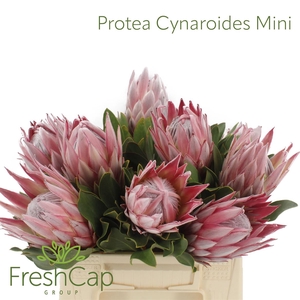 Protea Cynaroides Mini