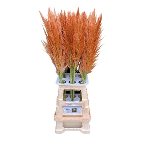 Cortaderia Opgetrokken Koper Bruin Stem