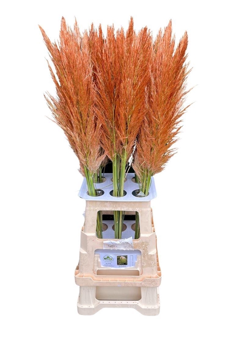 <h4>Cortaderia Opgetrokken Koper Bruin Stem</h4>