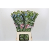 Oxypetalum Tweedia Blue