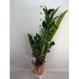 Zamioculcas zamiifolia