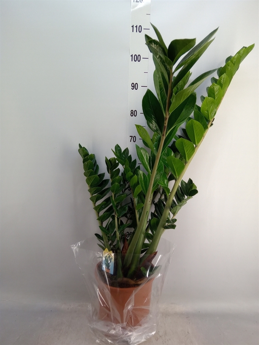 <h4>Zamioculcas zamiifolia</h4>