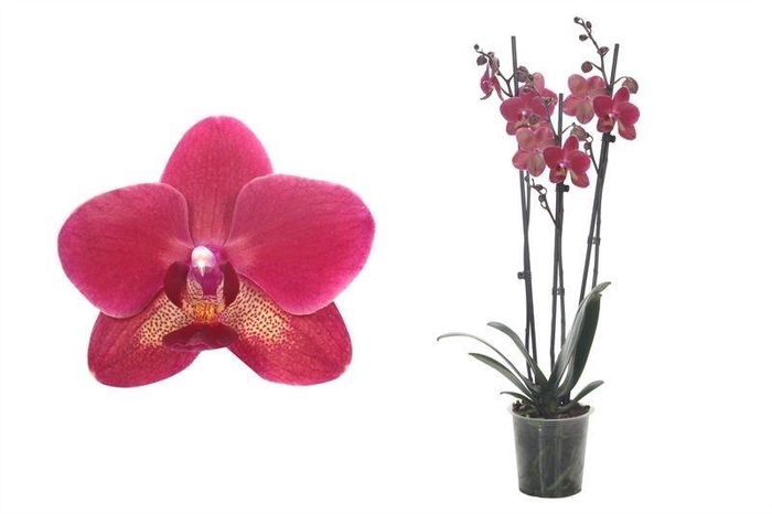 <h4>Phal Rood 3T18+</h4>