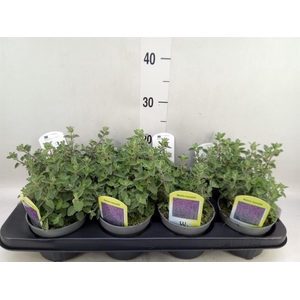 Nepeta faassenii 'Superba'