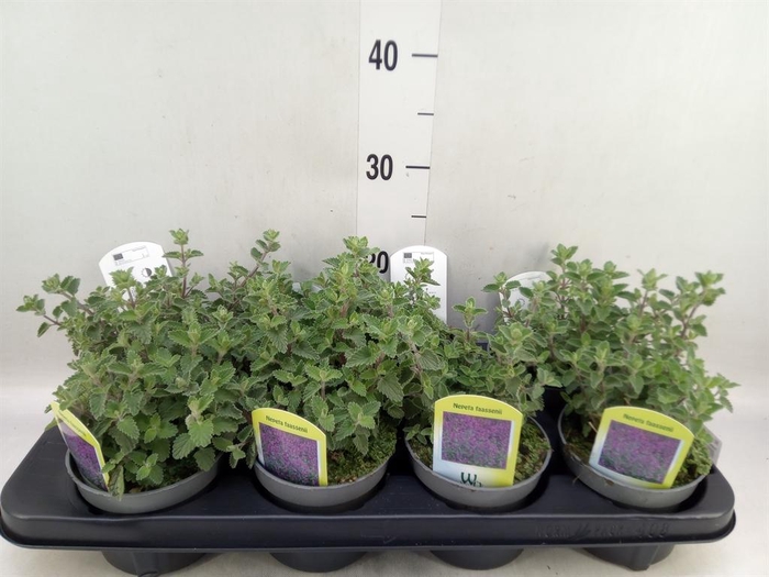 <h4>Nepeta faassenii 'Superba'</h4>