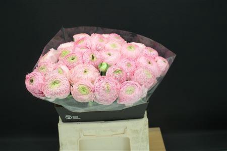 <h4>Ran Aazur Li Pink</h4>