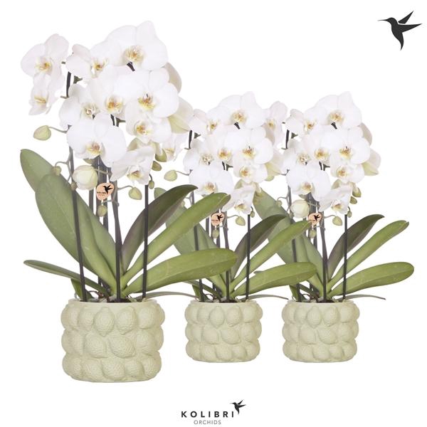 <h4>Phalaenopsis Elegant Cascade</h4>