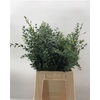 Euca Parvifolia X10