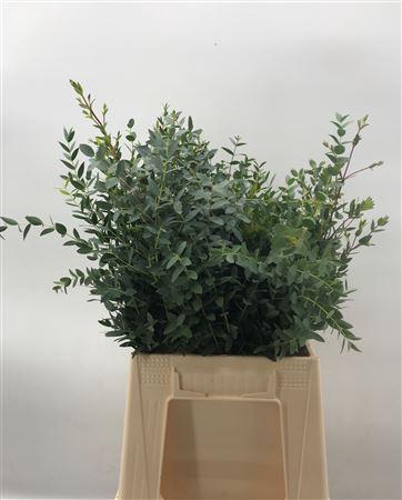<h4>Euca Parvifolia C 150 Koning</h4>