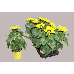 Helianthus annuus 'Sunsation'